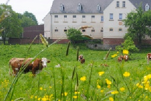Kühe auf der Weide vor dem Harnisch-Hof